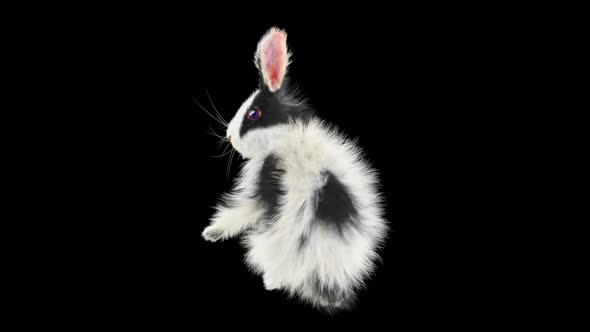 64 Rabbit Standing Walk HD alt