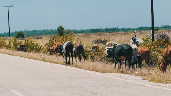 Herd of African Humpback Cows Walking at the Side of the Asphalt Road Zanzibar alt