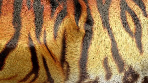 Tiger Fur Background 4 K
