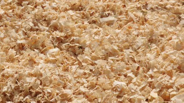 Close-up wood cutting scobs 4K 2160p 30fps UltraHD panning  footage - Pile of wooden sawdust  slow   alt