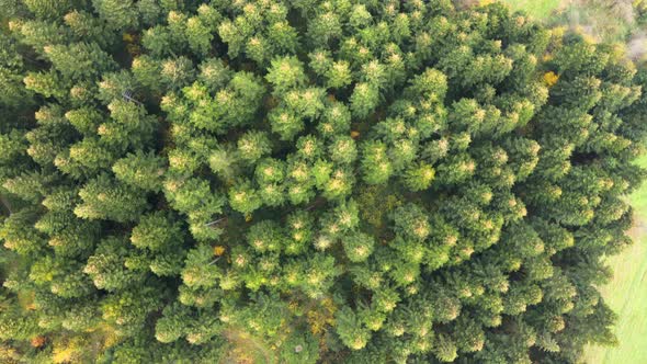 Aerial view of moody green pine forest with canopies of spruce trees in autumn mountains. alt