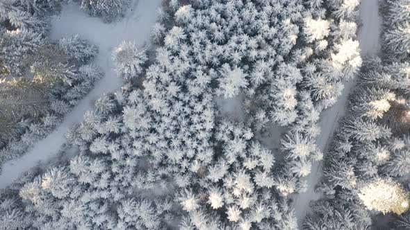  Trees Covered with Snow