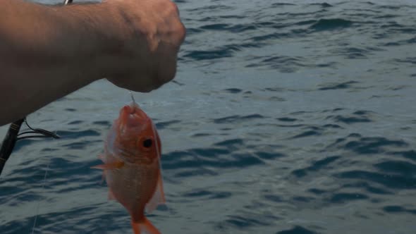 fisherman holding a nannygai alt