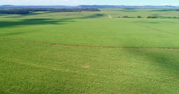 Inland sugar cane cultivation in São Paulo, Brazil. Aerials with drone in 4k.