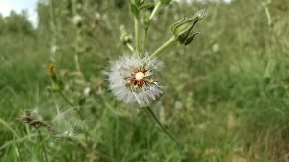 Slow Motion Footage of Dandelion Seed Head in Breeze alt