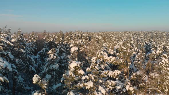 Aerial Coniferous Forest in Sunny Weather in Winter