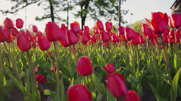 Lush Field with Vibrant Red Tulips Against Village and Road alt