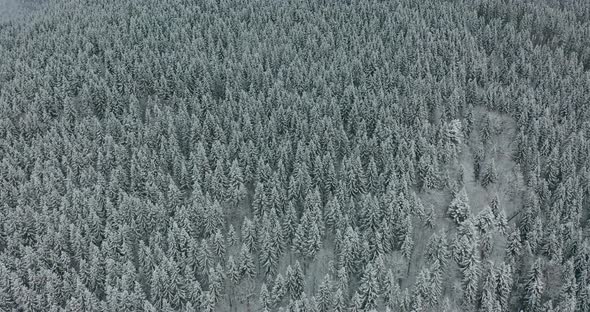 Aerial Top Down Flyover Shot of Winter Spruce and Pine Forest. Trees Covered with Snow. alt