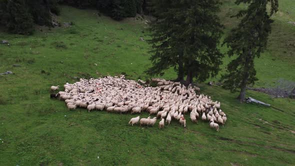 Aerial Shot of Sheep Herd Grazing on Grass in Green Field