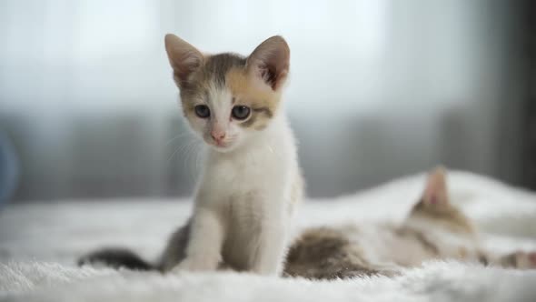 Two Cute Kittens on a White Fluffy Blanket