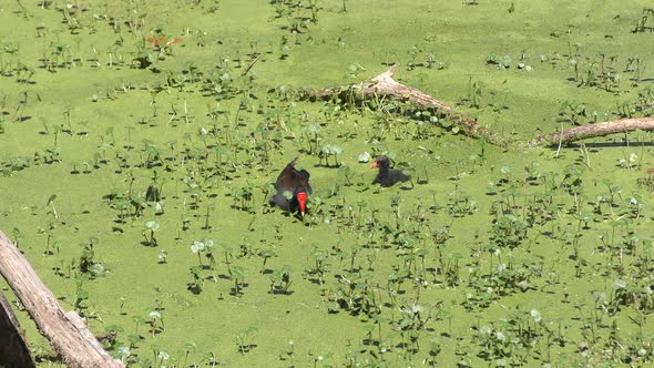 Common Gallinule Bird With Its Chick alt