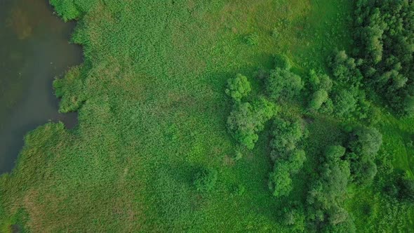 Birds eye view of a grassy bankside. alt