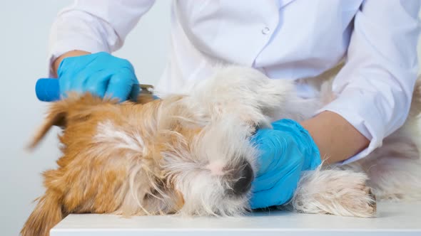 Stripping Dog on a White Table alt