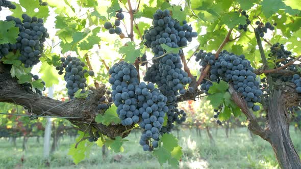 Ripe Red Vine Grapes, Grapevine in Vineyard Agriculture Field alt
