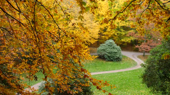 trees in the autumn forest park alt