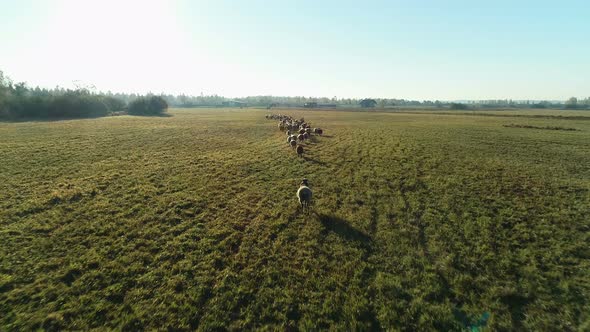 Aerial View of Sheep Flock Grazing in the Farm Field