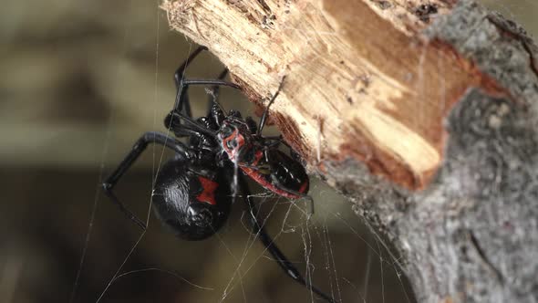 Black Widow Spider wrapping Fire Beetle with web alt