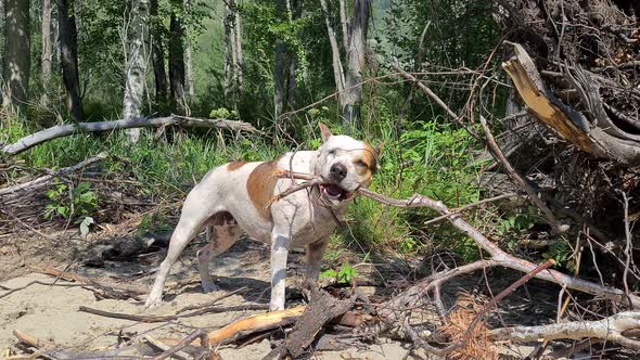 a pit bull dog chews a stick