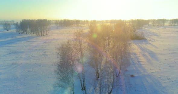Aerial Drone View of Cold Winter Landscape with Arctic Field Trees Covered with Frost Snow and alt