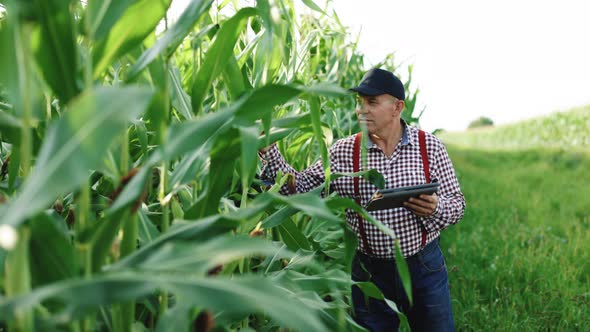 Senior Farmer Agronomist Checks Eco Crops With Tablet in Hands