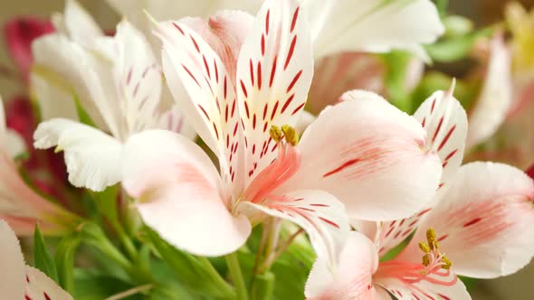White Pink Lily Flowers Bouquet