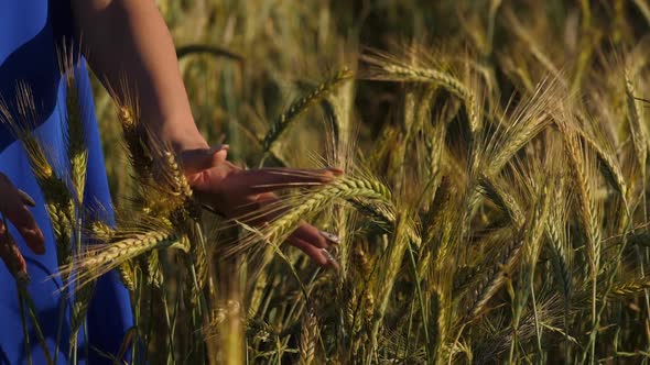 Hands on Wheat Field