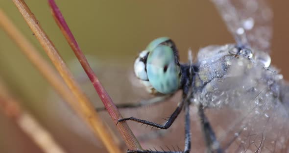 Blue Dragonfly covered in dew on a cold frosty winter morning Extreme closeup alt