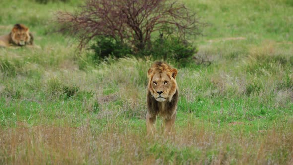 Mane Lion Walking On Savannah During Windy Day At Central Kalahari Game Reserve In Botswana. Slow Mo alt