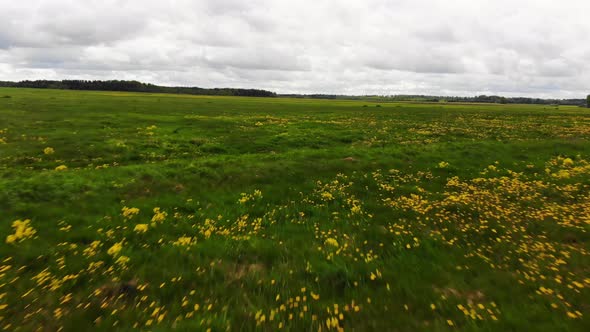 Summer Meadow Field Background With Wild Yellow Flowers alt