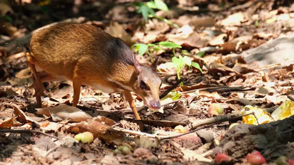 Mouth full of fruits while being careful as it looks around, Lesser Mouse-deer Tragulus kanchil, Kha alt