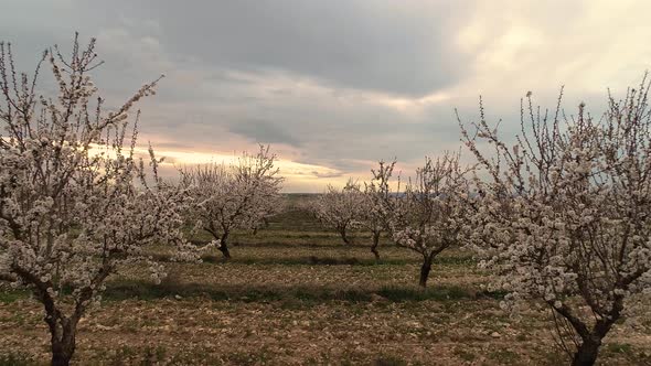 Almond Trees in Bloom in Spain