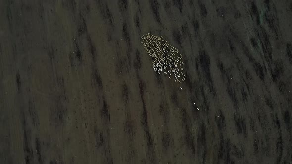 Flock of Sheep is Chasing Dog Eco Hotel on the Banks of River View of Mountains