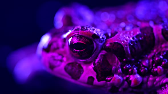 Amazing Jungle Frog or Toad Closeup Under Neon Colorful Light alt