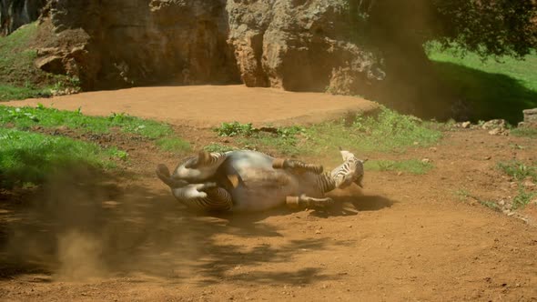 Zebra in the Safari alt