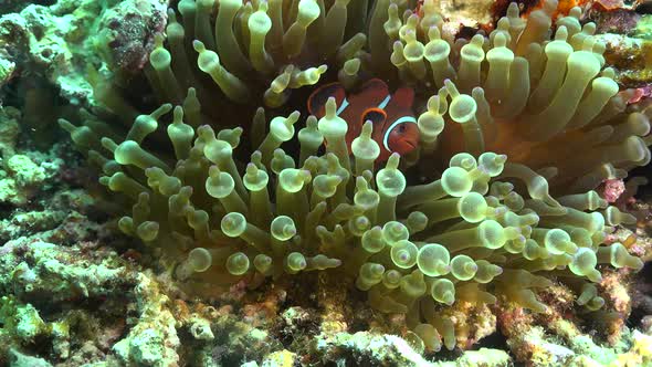 young Tomato Anemonefish (Amphiprion frenatus) swimming in green sea anemone alt