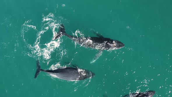 Aerial view of humpback whales. alt