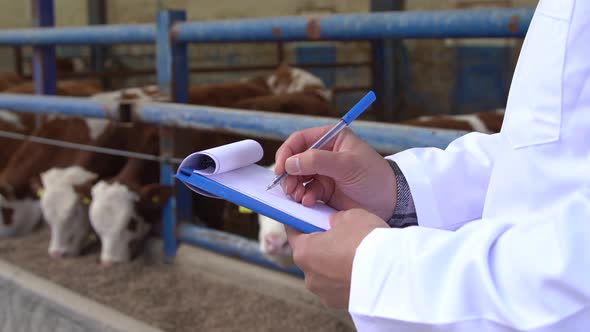 Cattle farm, veterinarian. alt