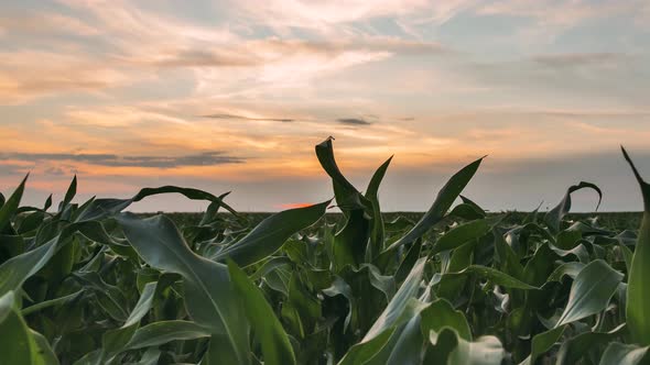 Time Lapse Timelapse Of Countryside Rural Landscape Green Maize Corn Field Plantation Under Sunset alt