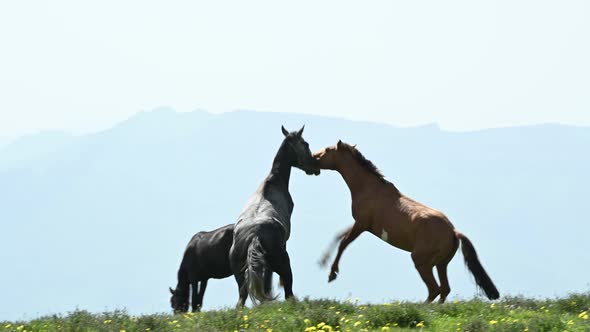 Horses Rearing Up While Trying to Bite Each Other