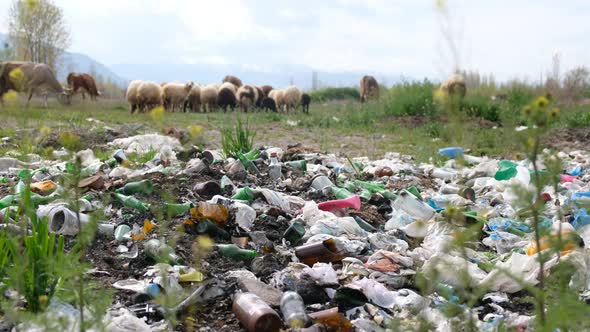 Sheeps Eating Garbage alt