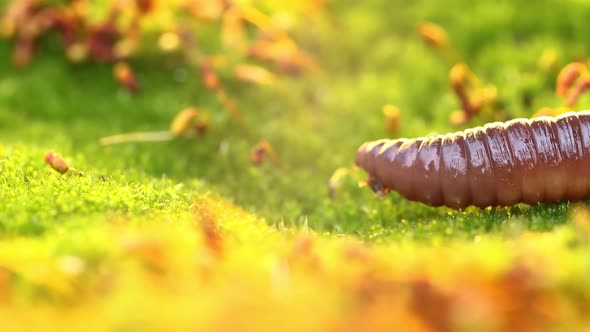 An Earthworm Is a Terrestrial Invertebrate That Belongs To the Class Clitellata alt