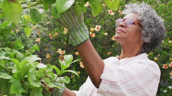 Senior african american woman wearing gardening gloves cutting tree in the garden alt