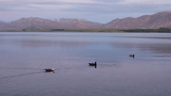 Panning shot three ducks swim alt