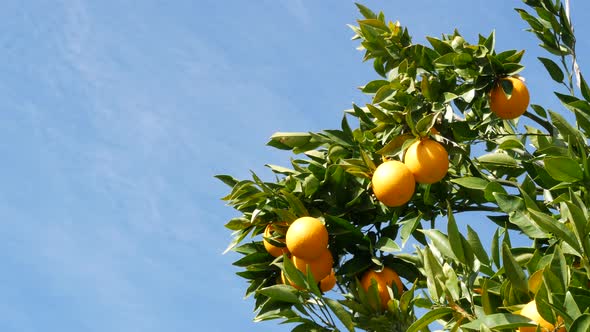Citrus Orange Fruit on Tree California USA