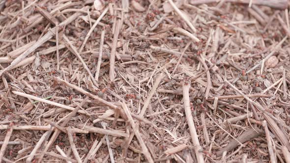 Ants on the Ant Hill in the Woods Closeup, Macro alt