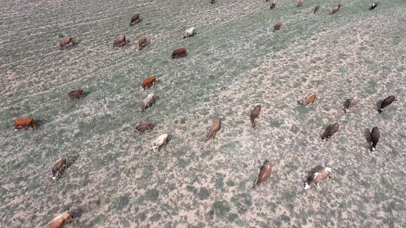 Crowded Herd of Cows Grazing on Barren Land of Terrestrial Climate alt