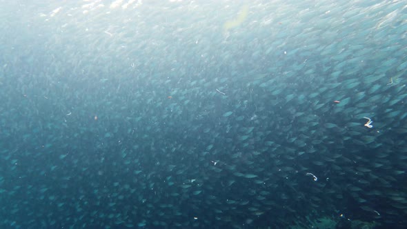 Shoal of Sardines in the Sea alt