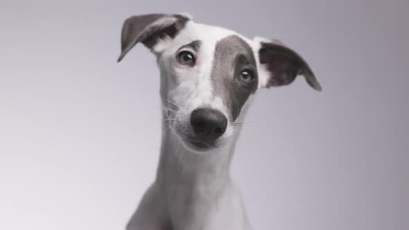 Cute Pet Whippet Puppy Studio Shot alt