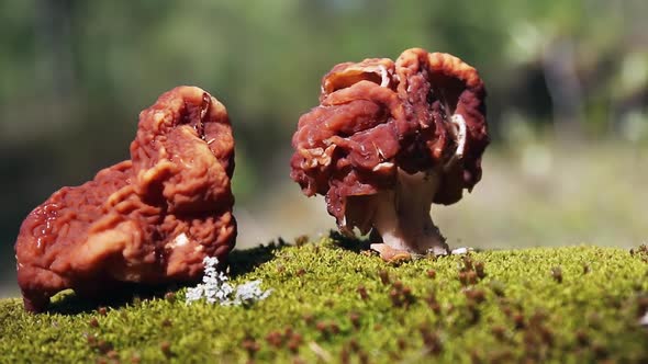 Gyromitra Mushrooms Grow in the Spring Forest