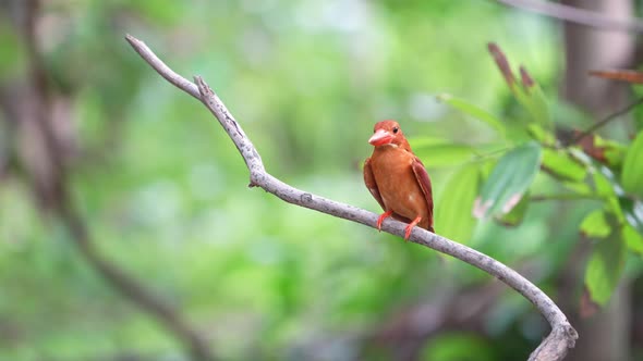 Ruddy Kingfisher Perch with Dark Red Feather in Green Forest Bokeh Background alt